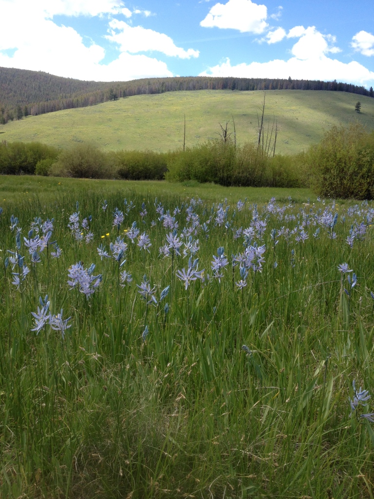 The camas in bloom on the battlefield